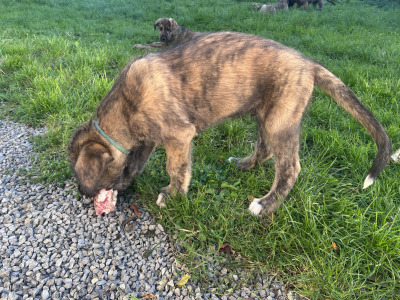 IKC Registered (pending) Irish Wolfhound puppies in Clare