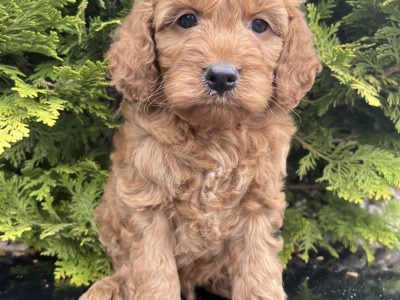 Cockapoo puppies in Cavan