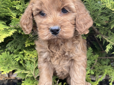 Cockapoo puppies in Cavan