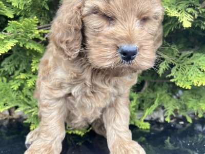 Cockapoo puppies in Cavan