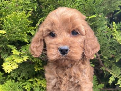 Cockapoo puppies in Cavan