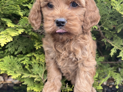 Cockapoo puppies in Cavan