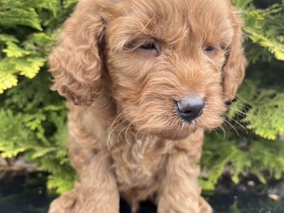 Cockapoo puppies in Cavan