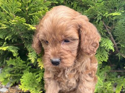 Cockapoo puppies in Cavan