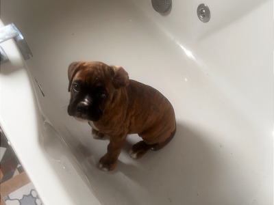 Outstanding IKC Registered (pending) male Boxer puppy for sale in Wexford