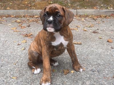 Outstanding IKC Registered (pending) male Boxer puppy for sale in Wexford