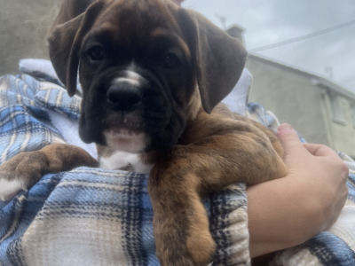 Outstanding IKC Registered (pending) male Boxer puppy for sale in Wexford