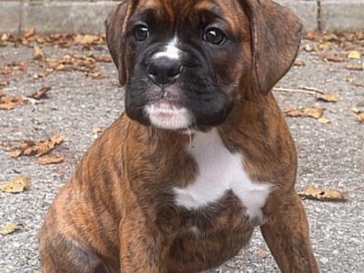 Outstanding IKC Registered (pending) male Boxer puppy for sale in Wexford