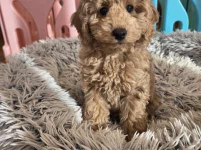 KC Registered female Toy Poodle puppy in Donegal