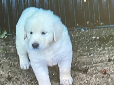 Beautiful Golden Retriever puppies for sale in Wexford
