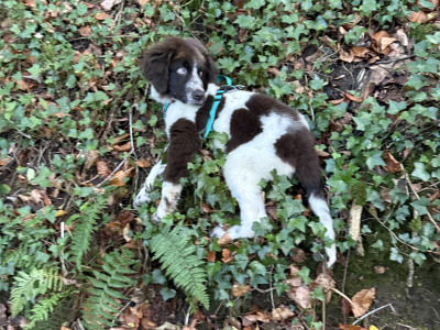 Shadow is a stunning rare IKC Registered male Newfoundland puppy 4 months old in Kildare