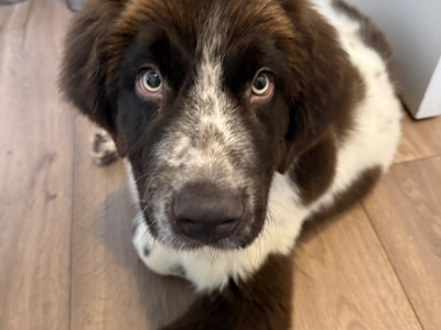 Shadow is a stunning rare IKC Registered male Newfoundland puppy 4 months old in Kildare