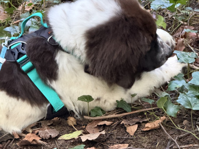 Shadow is a stunning rare IKC Registered male Newfoundland puppy 4 months old in Kildare
