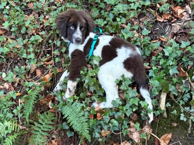 Shadow is a stunning rare IKC Registered male Newfoundland puppy 4 months old in Kildare