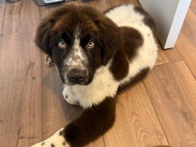 Shadow is a stunning rare IKC Registered male Newfoundland puppy 4 months old in Kildare