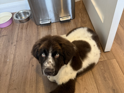 Shadow is a stunning rare IKC Registered male Newfoundland puppy 4 months old in Kildare