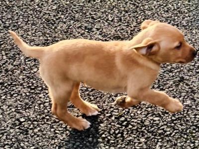 Beautiful IKC Registered Labrador puppies in Cavan