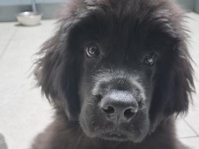 4 month old female Newfoundland puppy in Offaly