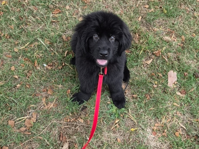 4 month old female Newfoundland puppy in Offaly
