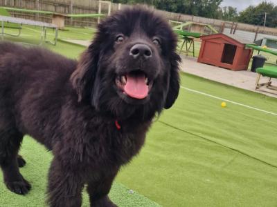 4 month old female Newfoundland puppy in Offaly