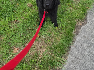 4 month old female Newfoundland puppy in Offaly