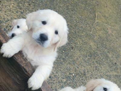 Beautiful Golden Retriever puppies for sale in Wexford