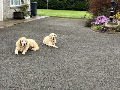 Beautiful Golden Retriever puppies for sale in Wexford