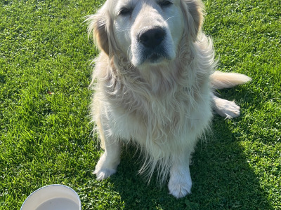 Beautiful Golden Retriever puppies for sale in Wexford