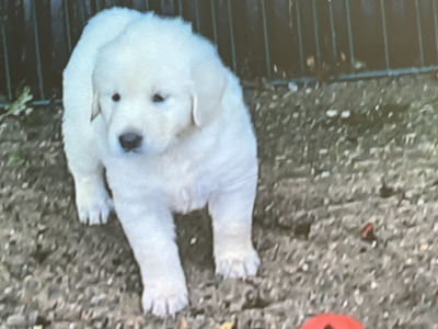 Beautiful Golden Retriever puppies for sale in Wexford