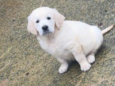Beautiful Golden Retriever puppies for sale in Wexford