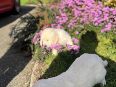 Beautiful Golden Retriever puppies for sale in Wexford