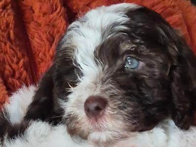 3 male Cockapoo puppies for sale in Westmeath