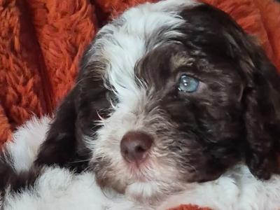 2 male Cockapoo puppies for sale in Westmeath