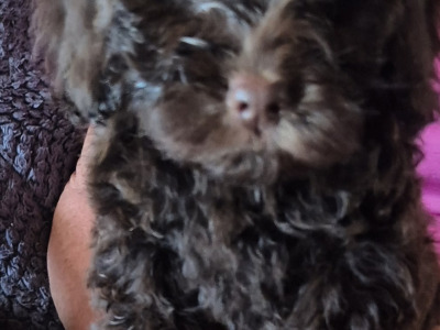 3 male Cockapoo puppies for sale in Westmeath