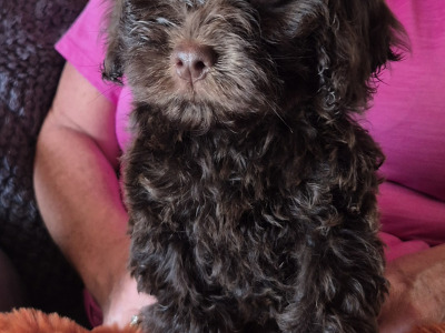 3 male Cockapoo puppies for sale in Westmeath