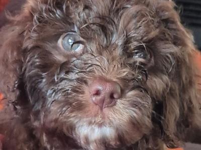 3 male Cockapoo puppies for sale in Westmeath