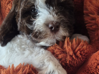 3 male Cockapoo puppies for sale in Westmeath