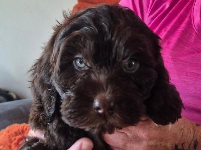 3 male Cockapoo puppies for sale in Westmeath