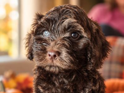 3 male Cockapoo puppies for sale in Westmeath