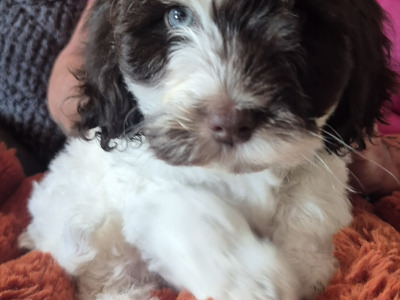 3 male Cockapoo puppies for sale in Westmeath