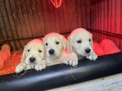 Beautiful Golden Retriever puppies for sale in Wexford