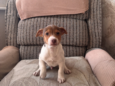 2 miniature Jack Russell Terriers in Cork