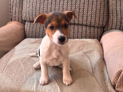 Miniature Jack Russell Terrier puppies in Cork