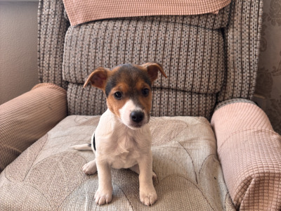 2 miniature Jack Russell Terriers in Cork