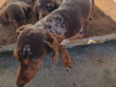 1 Long Haired female Dachshund puppy in Tyrone