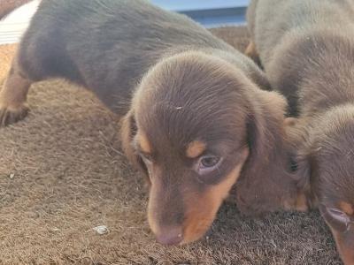 1 Long Haired female Dachshund puppy in Tyrone
