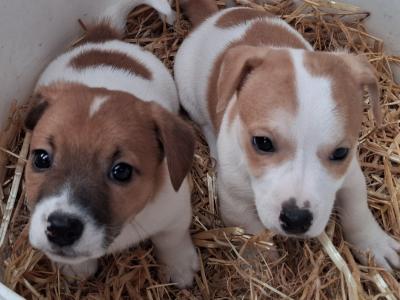 ⭐️ Jack Russell puppies in Cork ⭐️