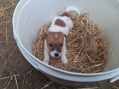 ⭐️ Jack Russell puppies in Cork ⭐️