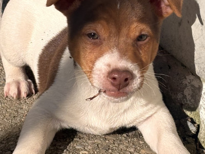 2 miniature Jack Russell Terriers in Cork
