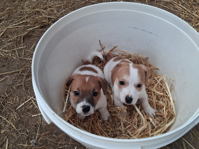 ⭐️ Jack Russell puppies in Cork ⭐️